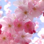 fiori-di-ciliegio